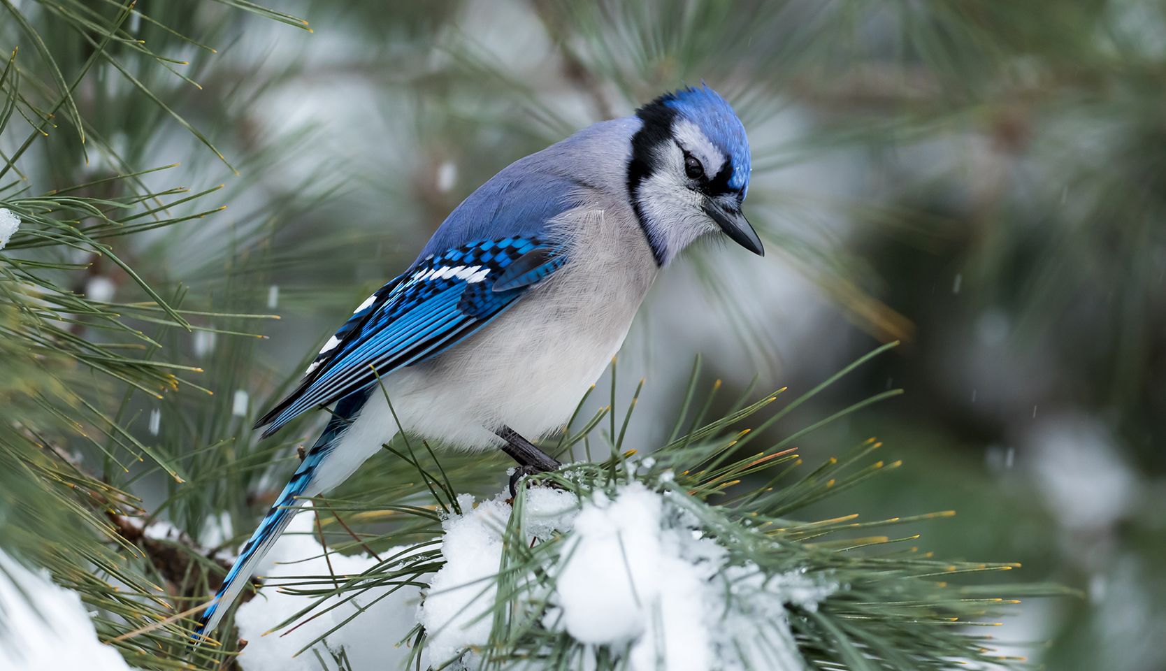 geai bleu attirer les oiseaux en hiver