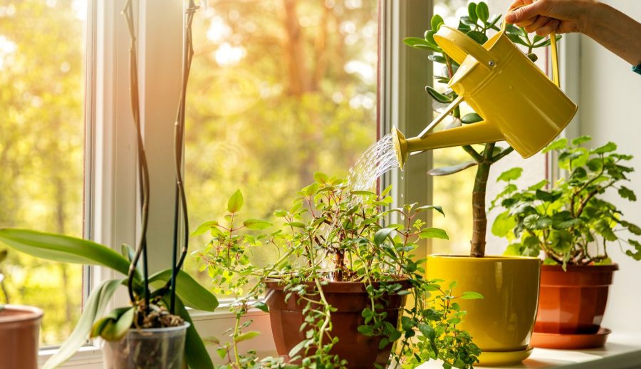 regador para regar plantas perto de uma janela para manter adequadamente as plantas verdes internas