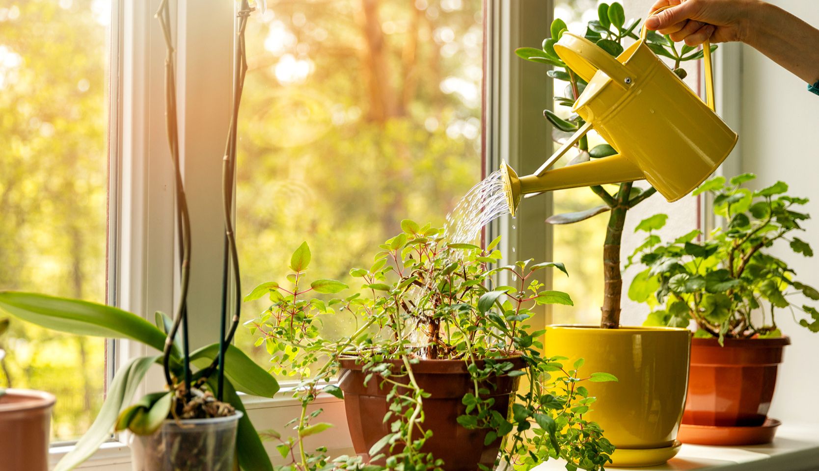 arrosoir pour arroser plantes près d'une fenêtre pour bien entretenir les plantes vertes d’intérieur