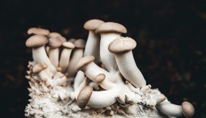 champignons sur fonds blanc dans culture de champignons maison