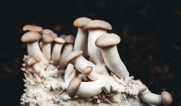 Comment s’initier à la culture de champignons maison?
