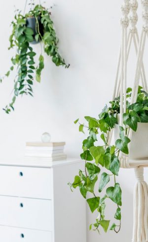 Comment décorer votre maison avec des plantes et verdir votre intérieur?