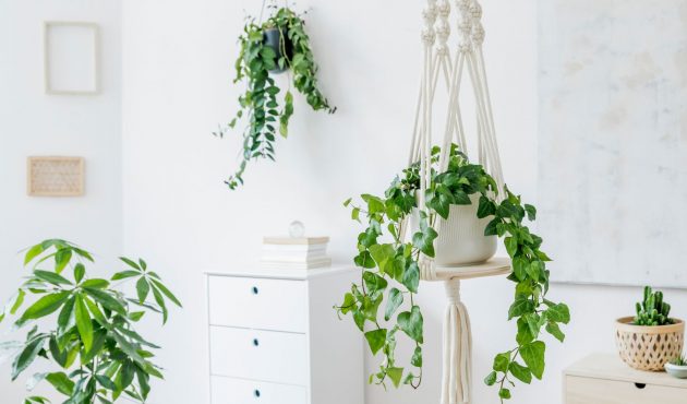 plantes vertes suspendues pour décorer votre maison avec des plantes