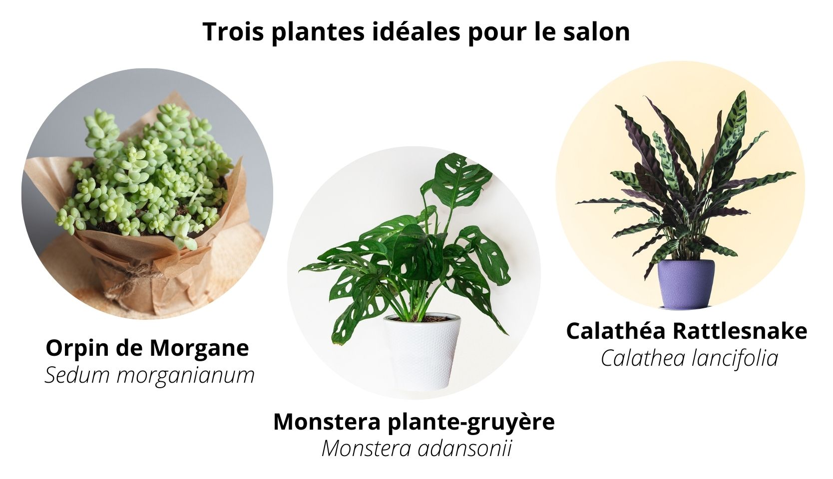 3 plantes pour décorer votre maison avec des plantes