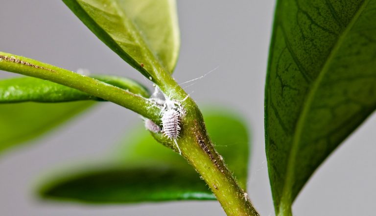 Insectes dans vos plantes d’intérieur : comment s’en débarrasser?