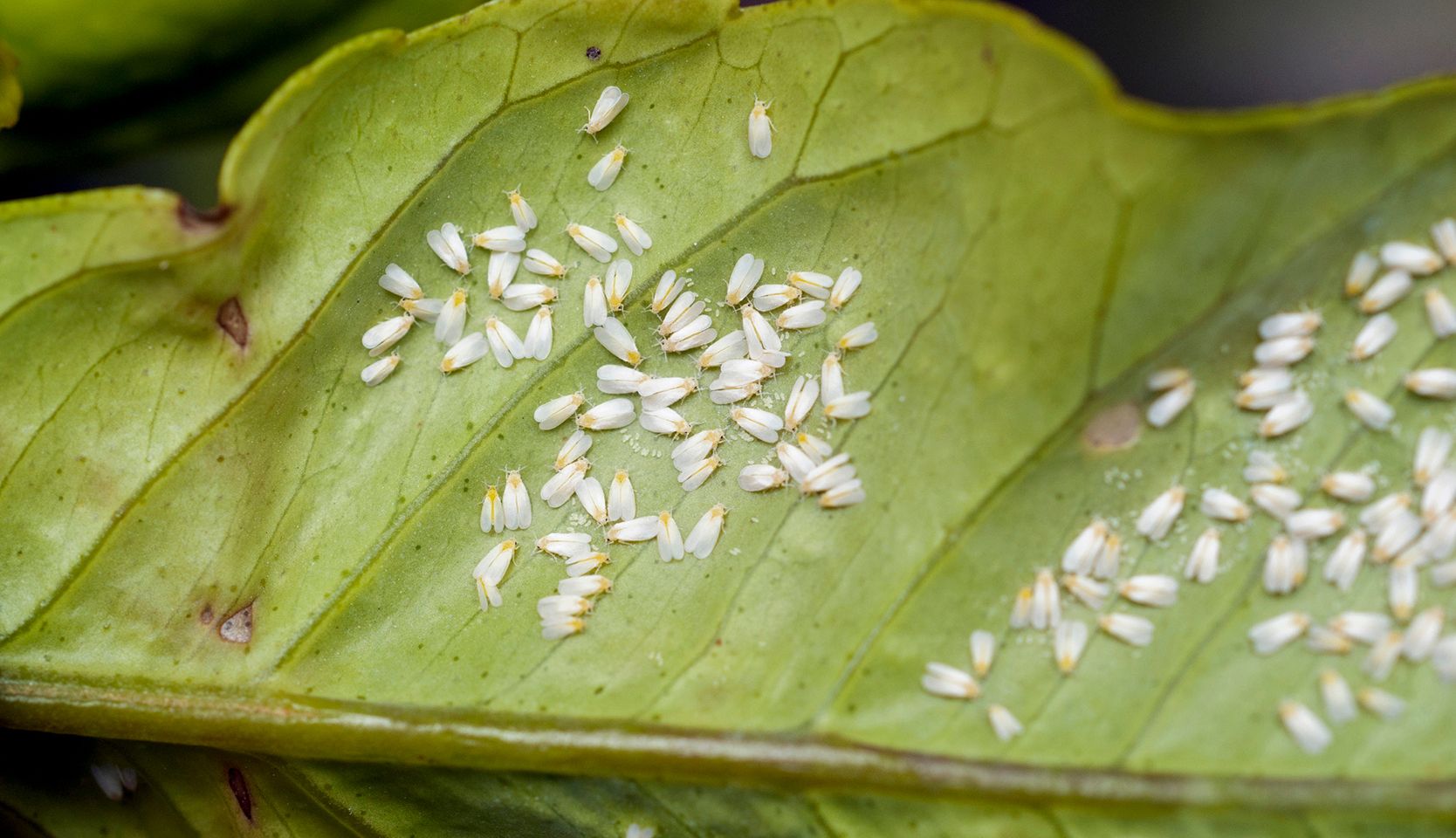 aleurodes dans insectes dans vos plantes d'intérieur