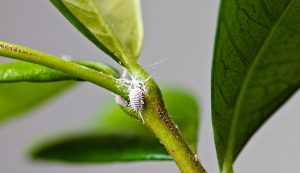 cochenilles farineuses dans insectes dans vos plantes d'intérieur