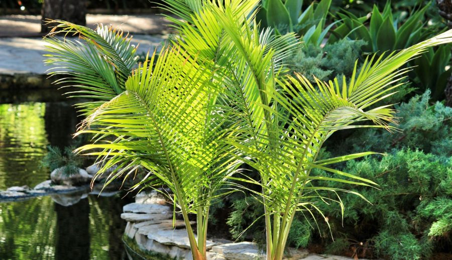 palmier majesté dans un jardin tropical au Québec