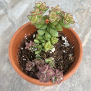 Crassula 'Tom Thumb' dans mini plantes