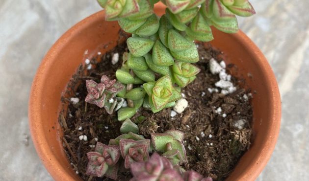 Crassula 'Tom Thumb' dans mini plantes