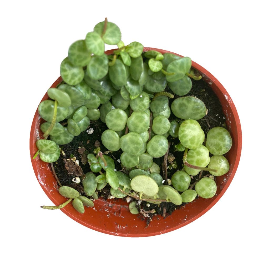 pépéromia mini plantes