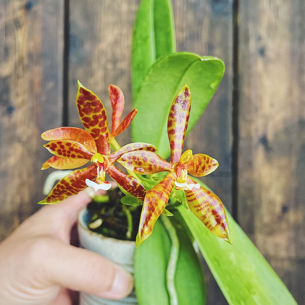 Tout savoir sur les orchidées rares et comment s’en occuper