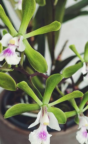 Tout savoir sur les orchidées rares et comment s’en occuper