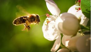 De bons choix de plantes pour nourrir les pollinisateurs au printemps