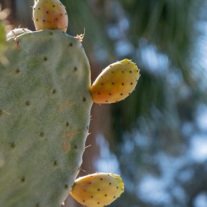 Oponce de l'est, cactus résistant au froid