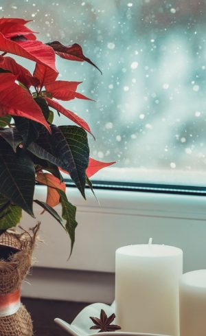 Comment conserver vos plantes de Noël après les fêtes?