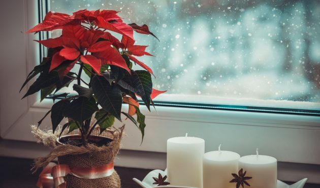Comment conserver vos plantes de Noël après les fêtes?