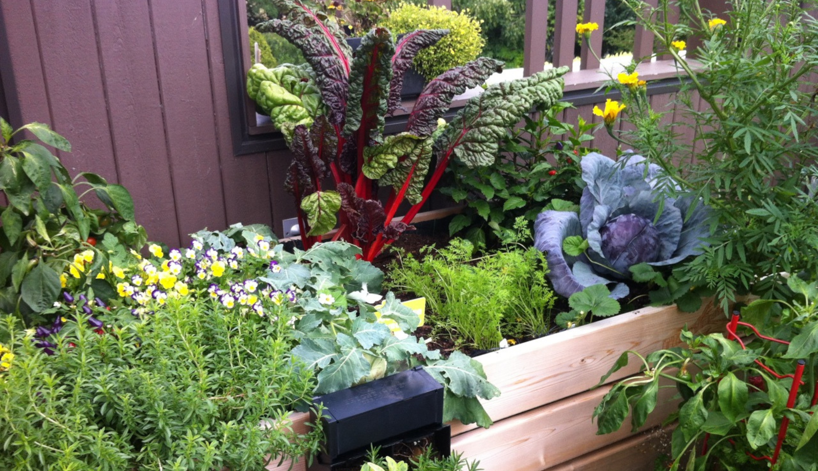 Légumes colorés dans un bac pour agriculture urbaine