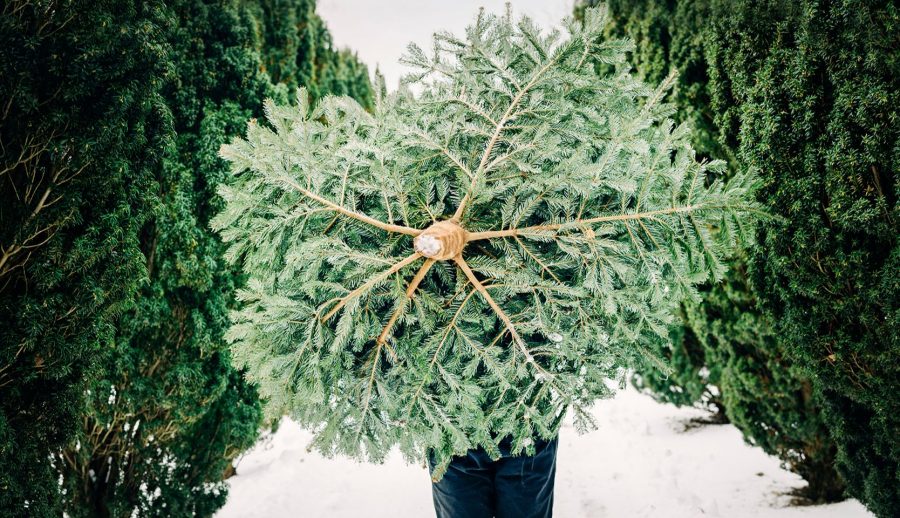 Comment choisir et entretenir son sapin de Noël pour qu'il reste beau