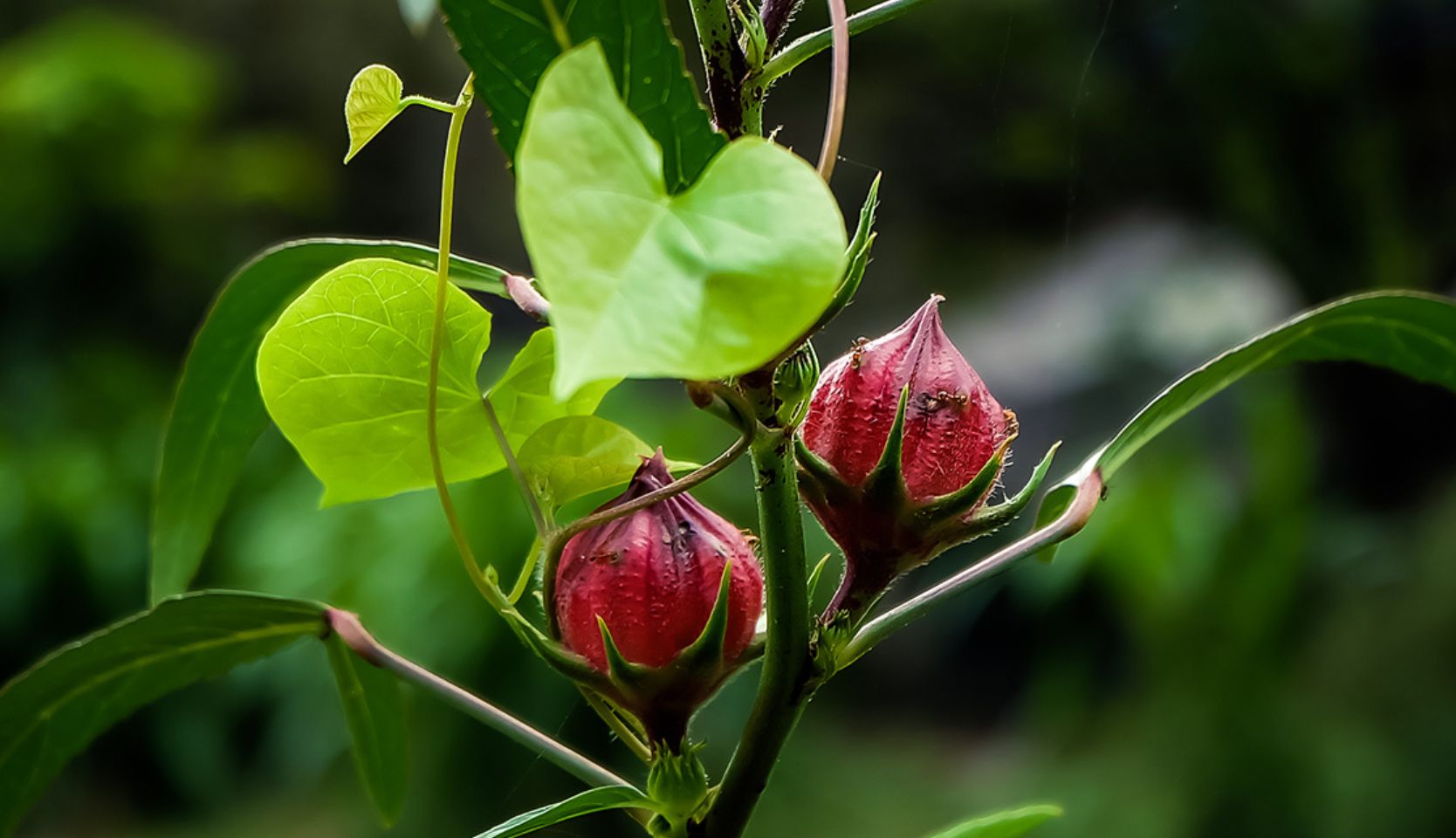 exemple de semences originales l'hibiscus roselle