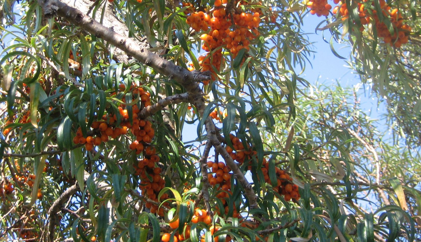 Argousier et ses fruits sur une branche