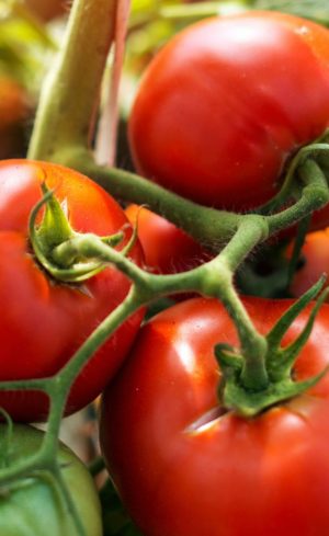 Comment faire mûrir vos tomates? On vous dit tout!
