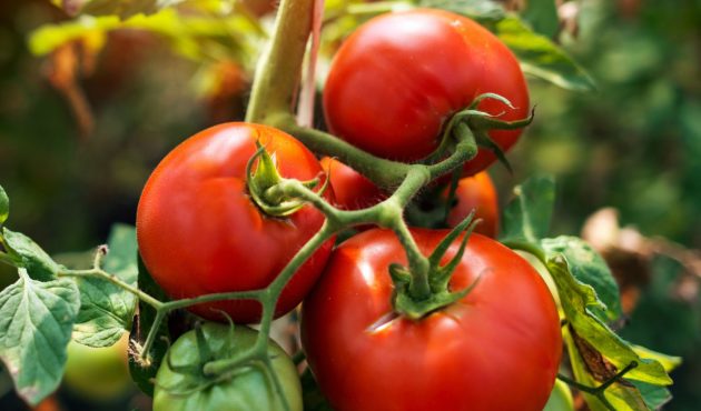 tomates bien rouges qui mûrissent sur un pied