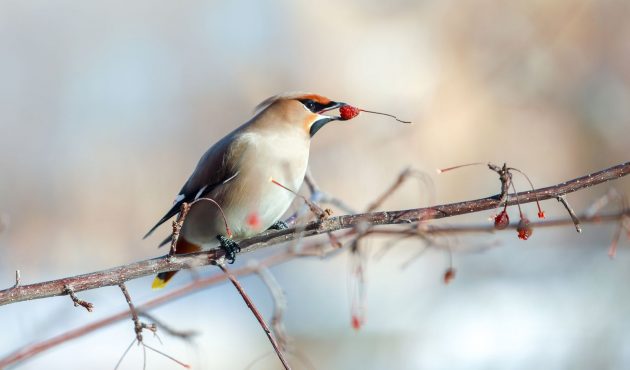 Jardin nourricier: 8 fruitiers qui nourrissent vos oiseaux en hiver