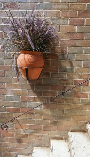 le pennisetum rouge suspendu à un mur dans plantes annuelles