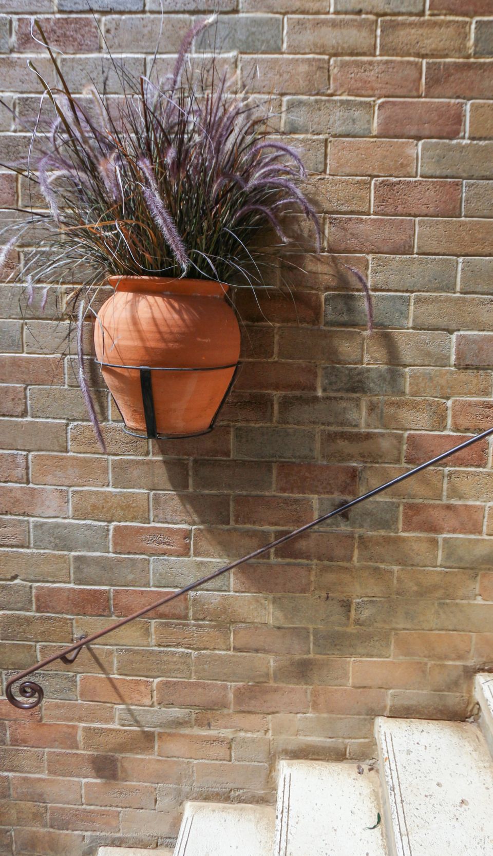 le pennisetum rouge suspendu à un mur dans plantes annuelles