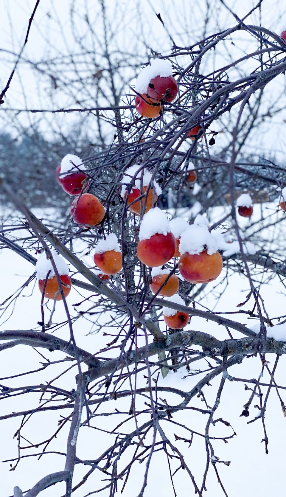 Pommes rouges couvertes de neige encore sur la branche