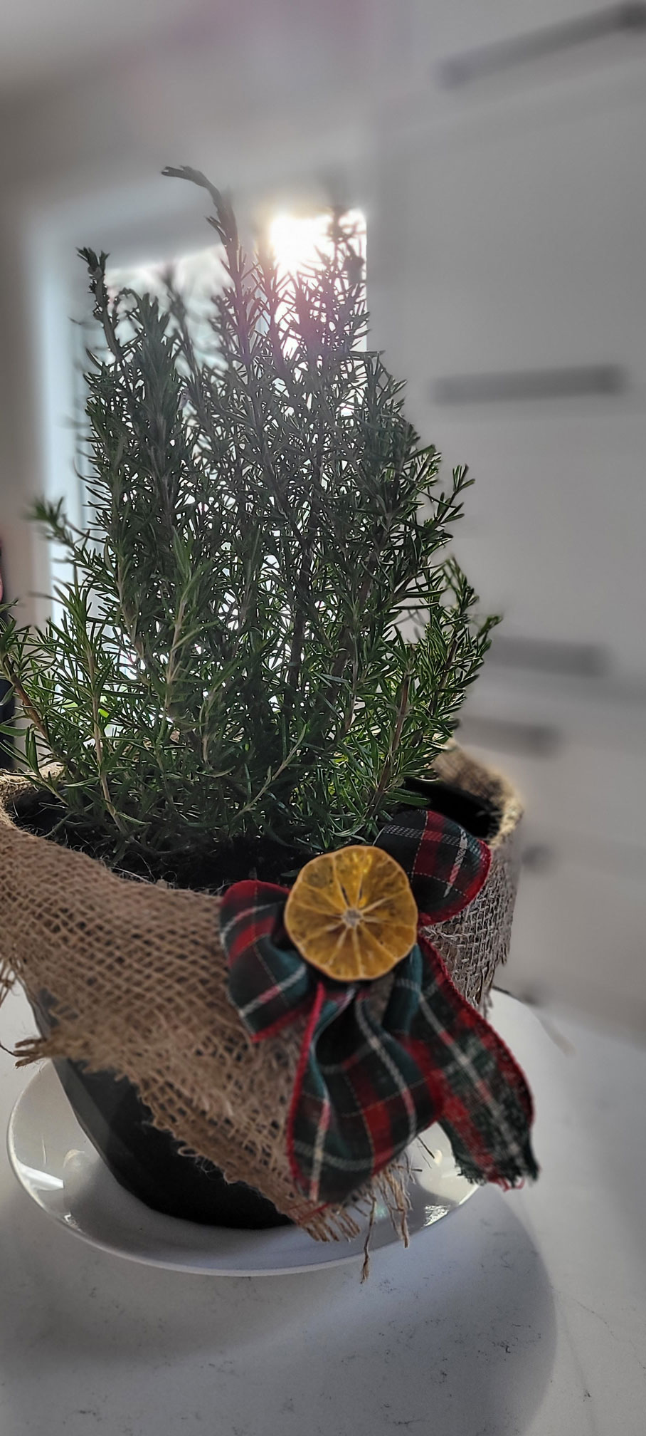 Un sapin de Noël en romarin 100 comestible Du jardin dans ma vie