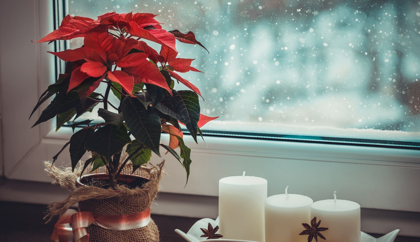 poinsettia et conserver vos plantes de Noël