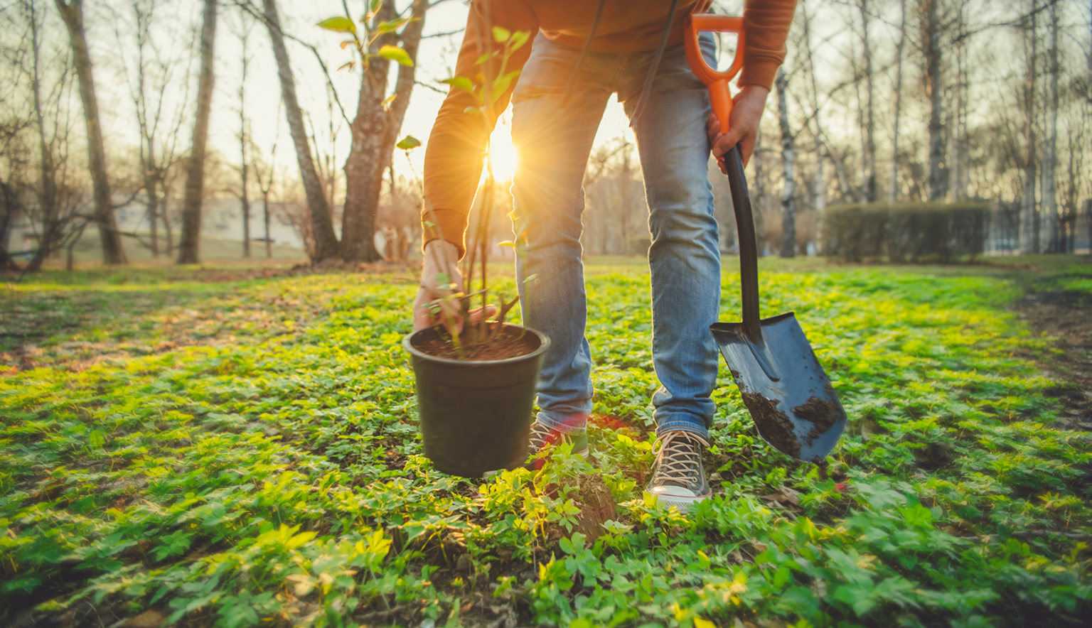 Les meilleurs engrais pour le potager Du jardin dans ma vie — free download