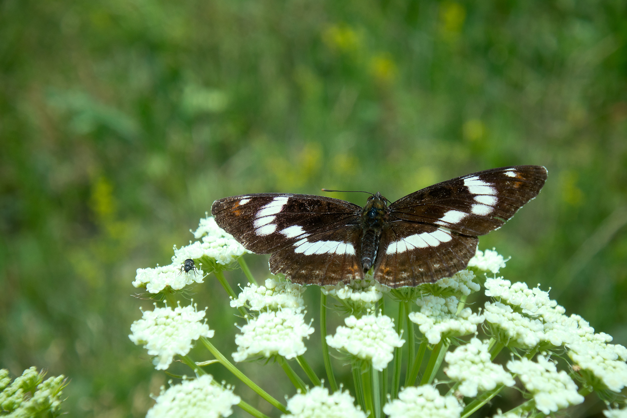 Papillon Amiral avec des bandes blanches sur les ailes butine une fleur