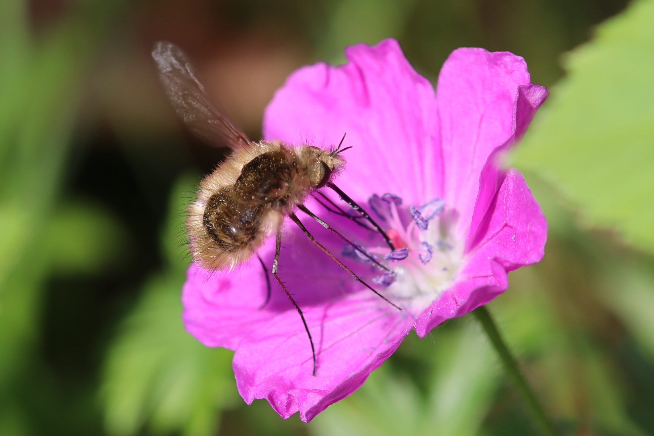 Un grand bombyle sur une fleur qui ressemble à un croisement entre une mouche et une abeille