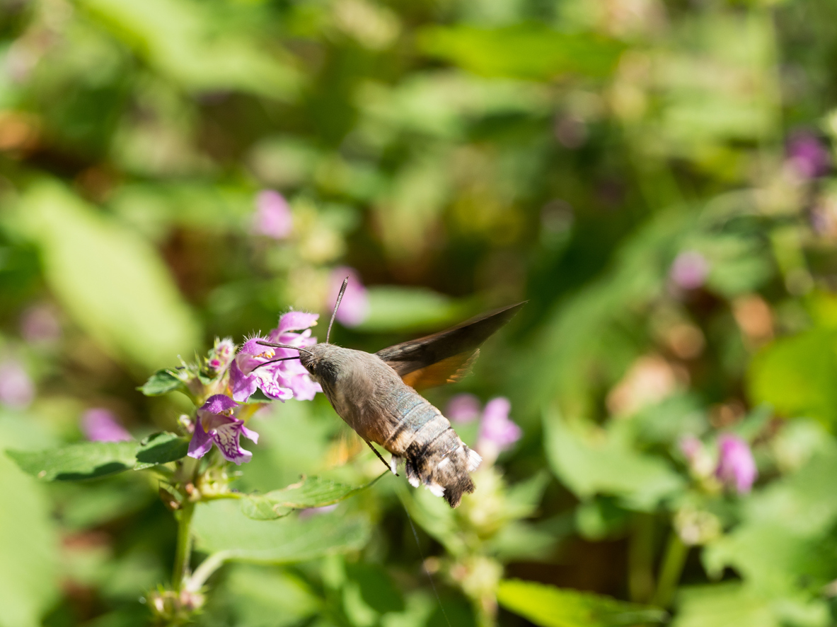 Sphinx colibri qui vole comme un papillon sur une fleur