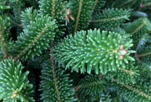 Sapin de Fraser
