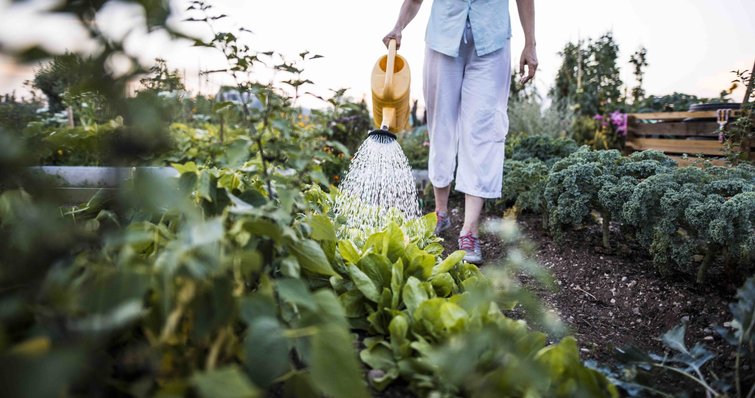 Une femme arrose les légumes de son jardin