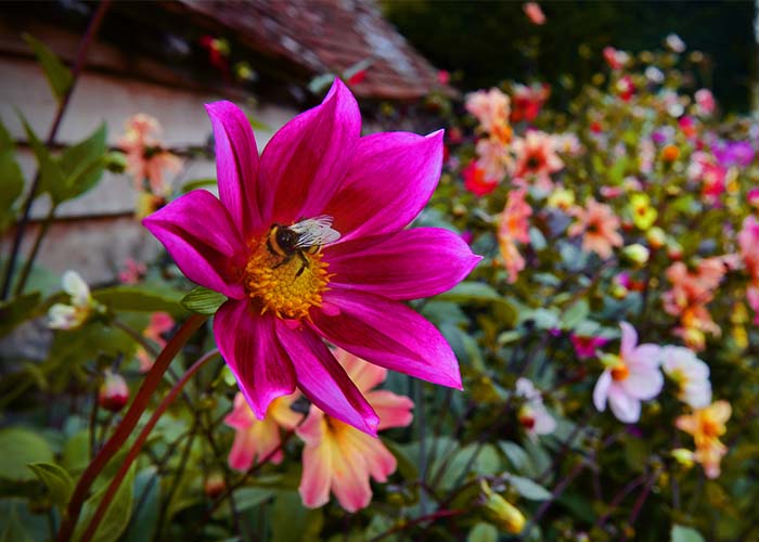 Belle fleurs rose dans un jardin qui est butinée par une abeille