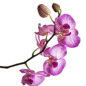 arrosage des plantes - orchidées