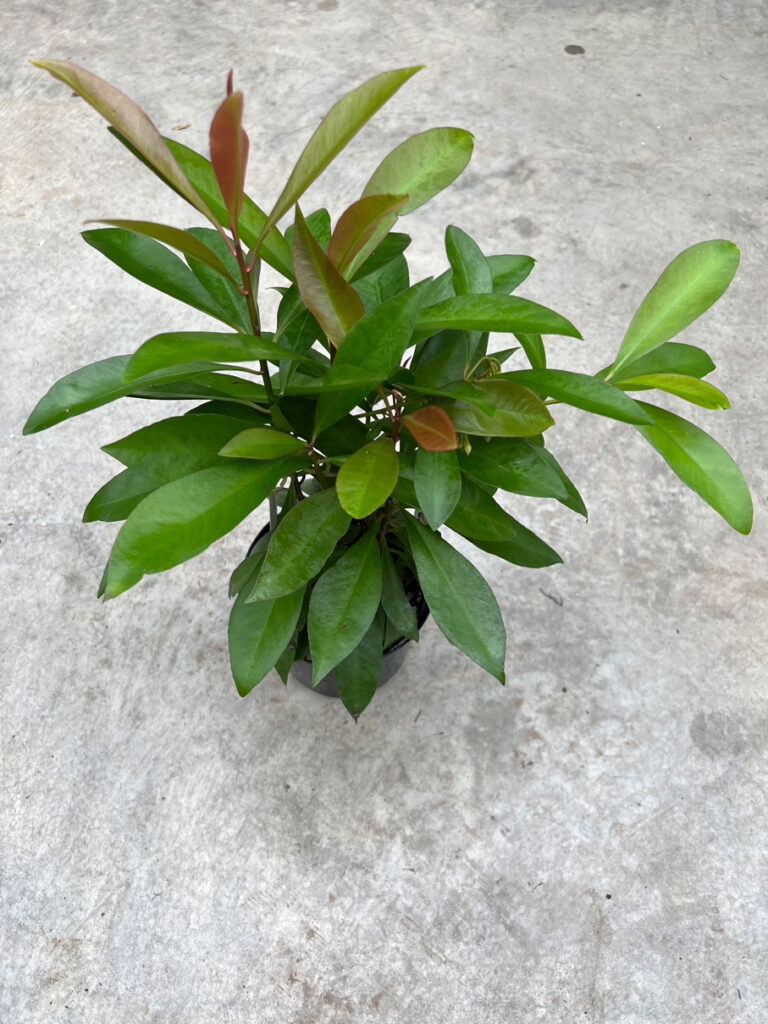 YYHWHJDE Chaussettes De Noël Décoratives En Flanelle Avec