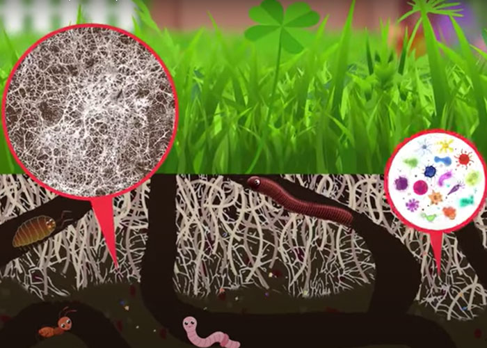 Capsule vidéo qui présente l'abondance d'organismes vivants qui s'active sous la pelouse