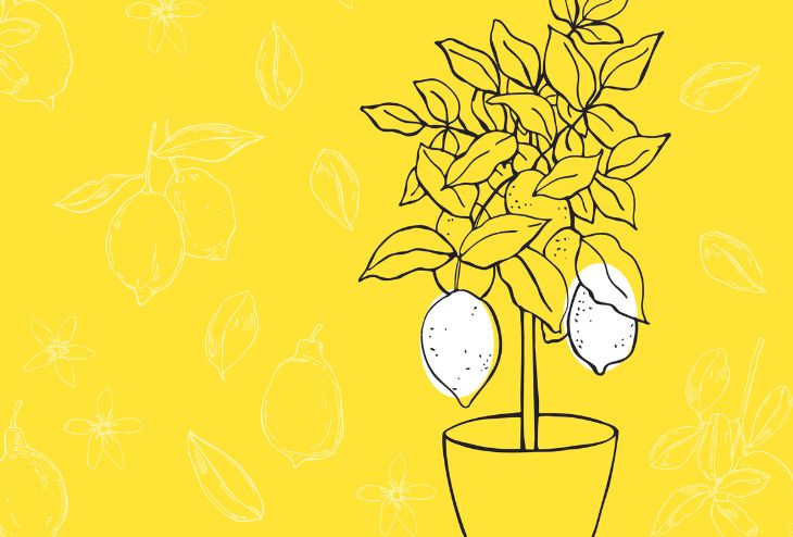 citronnier en pot - illustration
