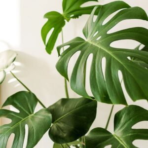 philodendron monstera - grandes plantes