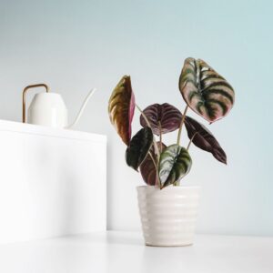 Plante originales d'intérieur