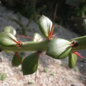 Pereskiopsis