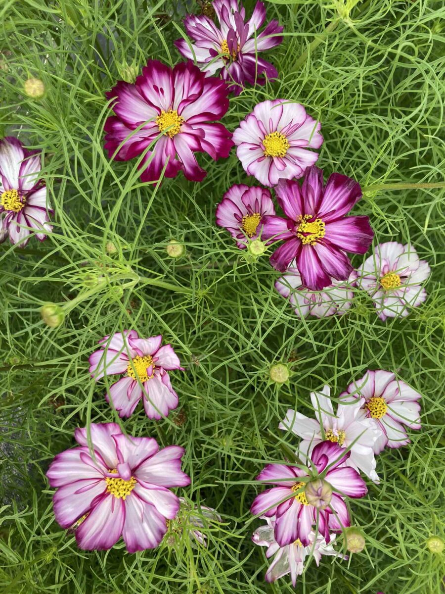 Cosmos