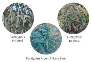 Eucalyptus Québec