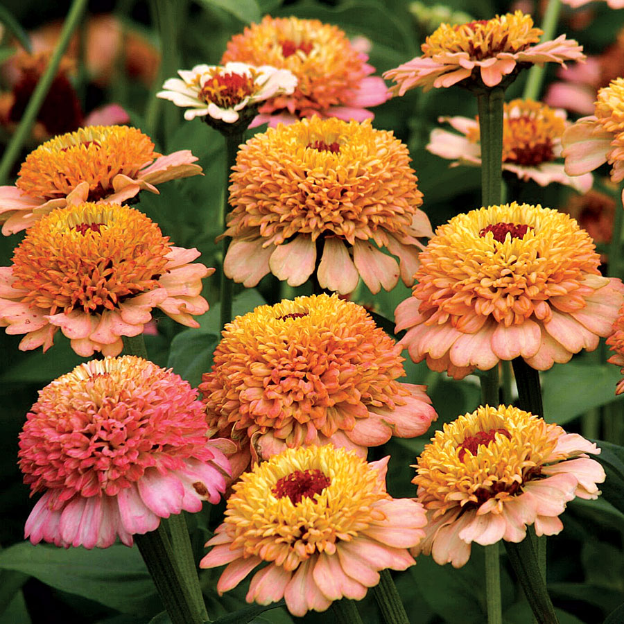 Zinnias
